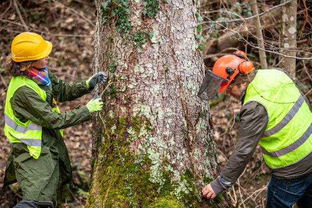 Richmond, MI Tree Care Company